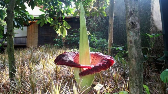 Jangan Sentuh Bunga Bangkai di Kebun Raya Bogor, Ini Aturan yang Harus Dipatuhi saat Melihatnya