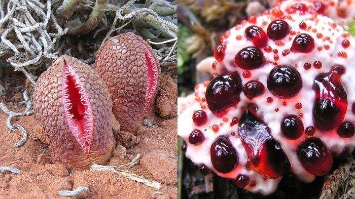 7 Bunga Paling Aneh di Dunia, Ada yang Mengeluarkan Cairan Mirip Darah
