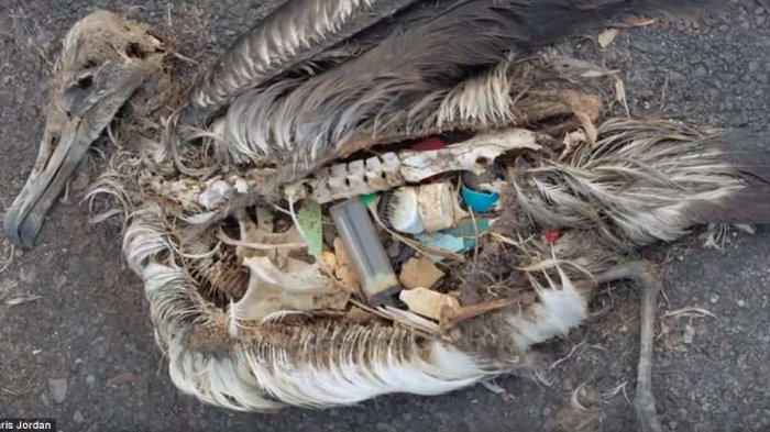 Masih Sembarangan Buang Plastik? Video Ini Tunjukkan Efek Mengerikan Plastik di Samudera Pasifik