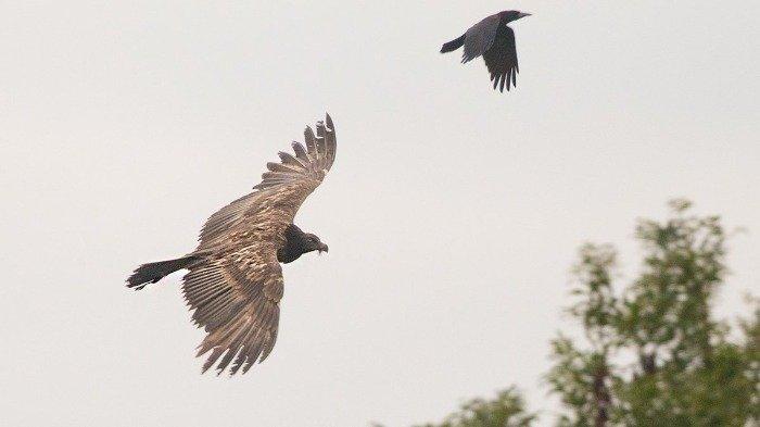 Hampir Dinyatakan Punah, Burung Bangkai Ini Terlihat di Langit Lincolnshire