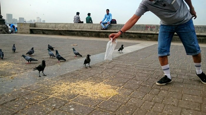 Hati-hati, Jangan Beri Makan Burung dengan Roti! Begini Akibatnya, Mengerikan!