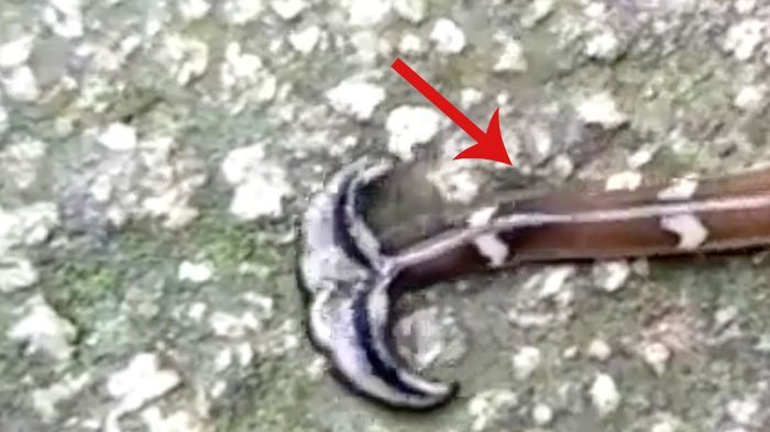 Mirip Ular dengan Kepala Seperti Hiu Martil, Begitu Didekati, Hewan Misterius Ini Bikin Merinding