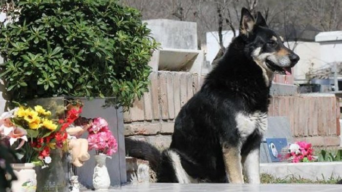 Anjing Setia dari Argentina Ini Tunggu Tuannya di Makam Hingga Belasan Tahun! Kisahnya Bikin Mewek
