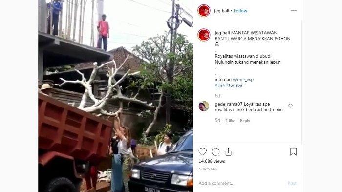 Viral di Medsos, Bule Cewek Ramai-ramai Bantu Angkat Pohon Jepun di Bali