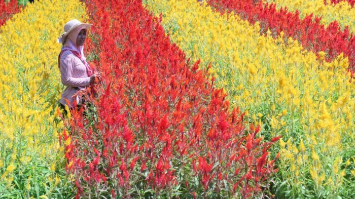 Harga Tiket Masuk dan Jam Buka Taman Bunga Celosia Bandungan Semarang