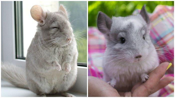 Chinchilla, Tikus dengan Bulu Lembut yang Mempunyai bentuk Lucu dan Imut
