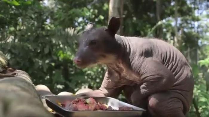 Miris! Inilah Kisah Mengenaskan Beruang Sirkus, Siapin Tisu Ya