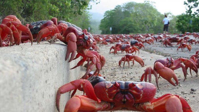 Ratusan Kepiting Penuhi Jalan Christmas Island, Wisatawan Malah Sambut Bahagia Meki Terganggu
