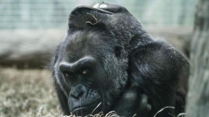 Keren! Gorila Tertua Ini Rayakan Ulang Tahun ke-60, Ini Jumlah Anak Hingga Buyutnya