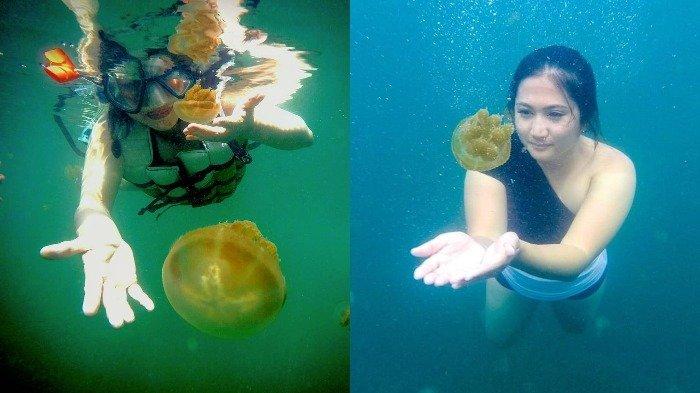 Danau Kakaban, Tempat Wisata di Kalimantan Timur yang Dihuni 4 Spesies Ubur-ubur