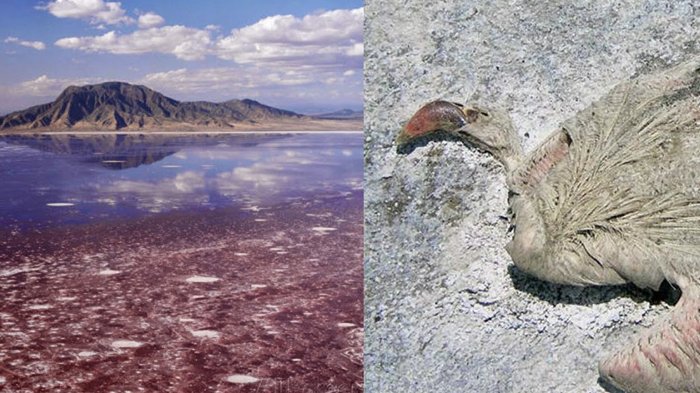 5 Tempat Paling Unik di Dunia, Ada Danau Berwarna Merah Darah di Tanzania