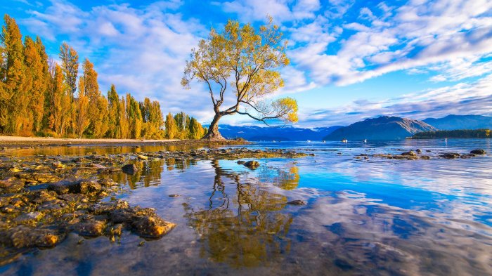 Gegara Pohon, Danau Selandia Baru Ini jadi Incaran Fotografer Dunia, Kini Nasibnya Memprihatinkan
