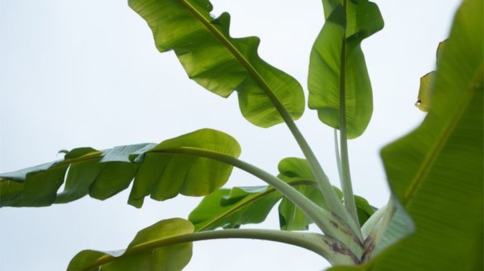 Di Indonesia Sangat Murah, Harga Selembar Daun Pisang di Jepang Bisa Buat Beli Daging Sapi 2 Kg