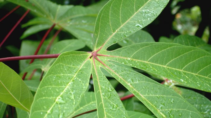 Tak Cuma Enak jadi Lalapan, Daun Singkong Ternyata Punya Banyak Khasiat, Termasuk Obati Stroke