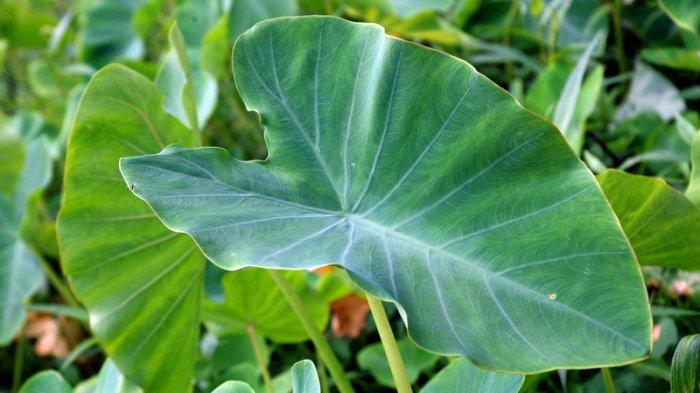 9 Manfaat Daun Talas Bagi Kesehatan, Cegah Kanker sampai Menurunkan Tekanan Darah Tinggi
