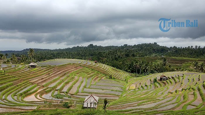 Indahnya Desa Belimbing di Bali, Tawarkan Pesona Jalur Tracking Melintasi Sawah hingga Air Terjun