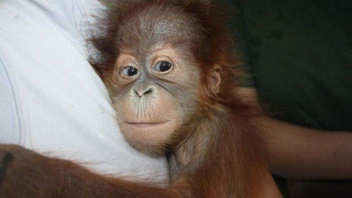 3 Orang Utan yang Gagal Diselundupkan Dilatih Bertahan Hidup di Hutan Sebelum Dilepasliarkan