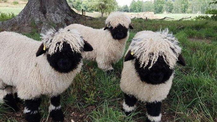 13 Foto Ini Tunjukkan Keajaiban Alam dalam Kehidupan Sehari-hari