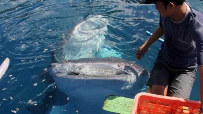 Kedatangan Dua Hiu Paus, Nelayan Botubarani Sambut Bahagia Peluang Pariwisata