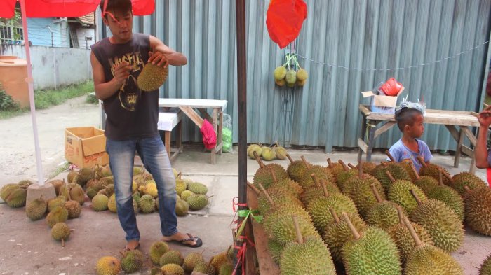 Durian Bangka - Cobain Durian Tai Babi, Harganya Selangit Tapi Rasanya Dijamin Mengigigit