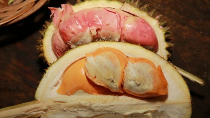 Kunjungi Kampung Durian, Menteri Rini Borong Durian Merah Asli Banyuwangi
