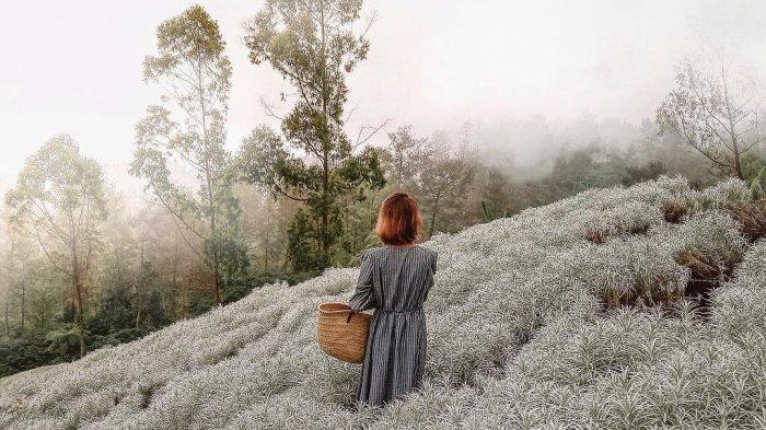 Ada Kebun Edelweis di Dekat Pura Besakih Bali, Kapan Waktu Terbaik Mengunjunginya?