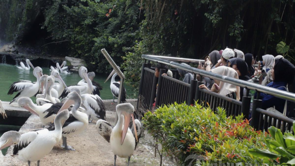 LIBURAN NATAL - Pengunjung menyaksikan burung pelican saat berlibur di Taman Margasatwa Ragunan, Jakarta, Kamis (25/12/2025).