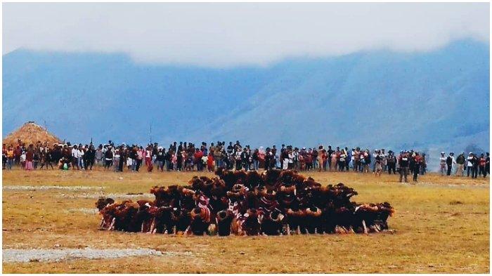 5 Fakta Unik Wamena, Ada Mumi Ratusan Tahun dan Festival Lembah Baliem