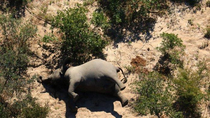 Sempat Bingungkan Ilmuwan, Kematian Ratusan Gajah di Botswana Berhasil Dipecahkan