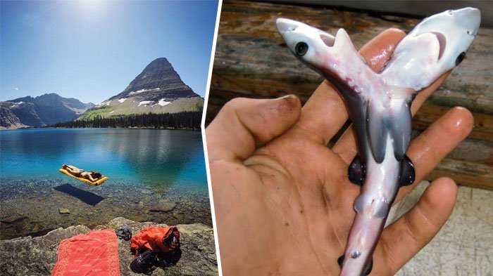 11 Foto Ini Bikin Tak Percaya jika Benar-benar Nyata, Satunya Hiu Berkepala Dua