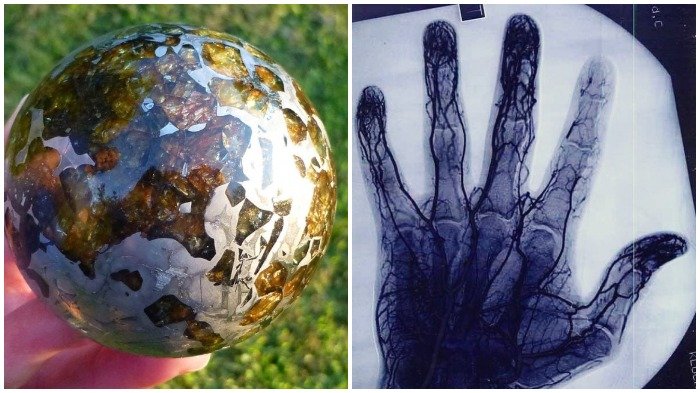 21 Foto yang Tunjukkan Hal-hal Sederhana tapi Jarang Dilihat di Dunia, Ada Kaktus Warna-Warni Lho!