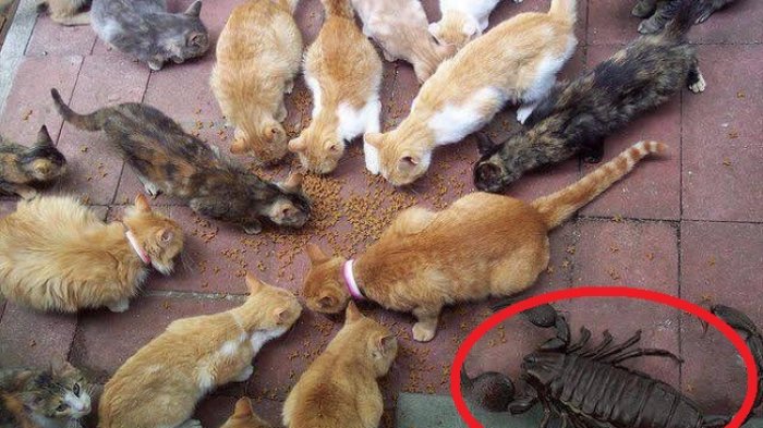 13 Foto Ini Malah Bikin Bingung Semalaman, Butuh Imajinasi Tingkat Dewa untuk Menjelaskan!