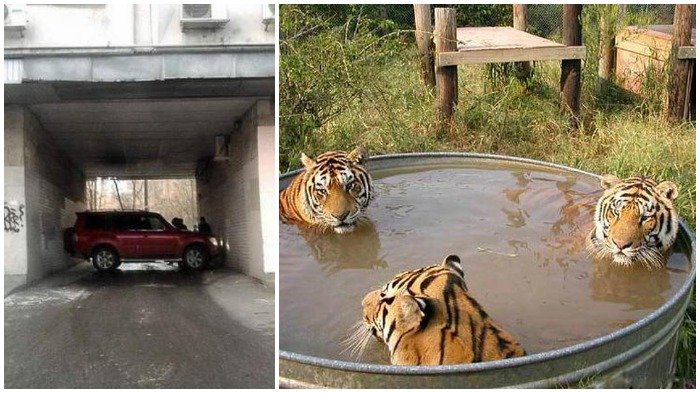 Merasa Harimu Sangat Jelek? Hibur Diri dan Lihat 15 Foto Aneh yang Bisa Usir Bad Mood Seketika Ini