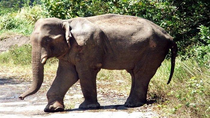 Kelebihan Populasi, Zimbabwe Jual 100 Gajah ke China dan Dubai