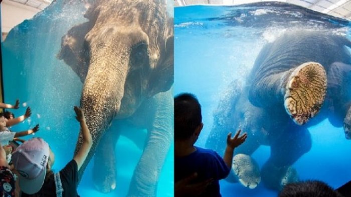 Beredar Video Pertunjukan Underwater Gajah di Thailand yang 'Kejam', Picu Reaksi Berbagai Kalangan