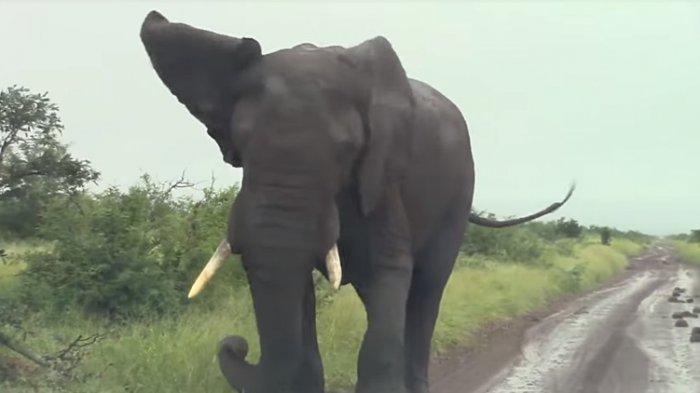 Viral Video Seekor Gajah Marah dan Menyerang Kendaraan Turis di Taman Nasional Kruger, Afsel