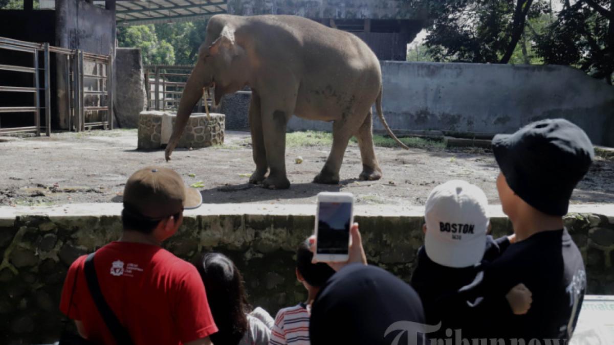 LIBURAN NATAL - Pengunjung menyaksikan gajah saat berlibur di Taman Margasatwa Ragunan, Jakarta, Kamis (25/12/2025). Pengelola Taman Margasatwa Ragunan memprediksi jumlah pengunjung pada libur Natal mencapai 50 ribu orang.