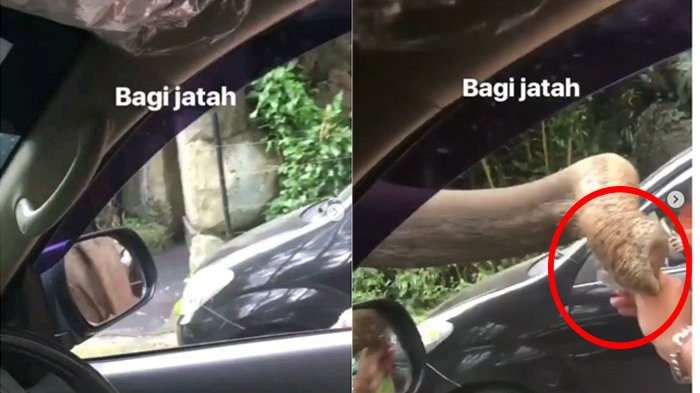 Beredar Video Pengunjung Berikan Uang pada Gajah, Ini Klarifikasi Taman Safari Indonesia