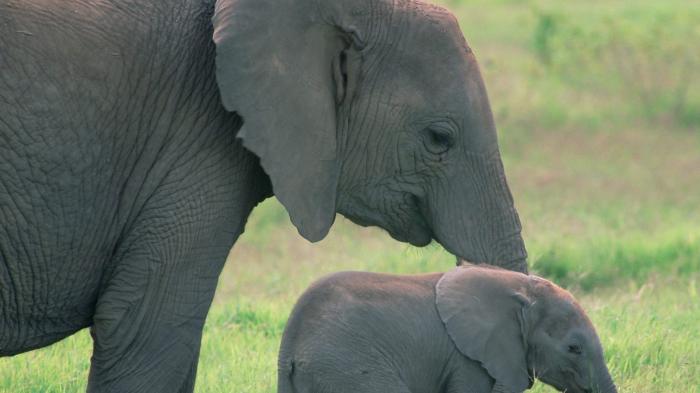 Begini Nasib Anak Gajah yang Terpisah dari Induknya, Diduga Kabur ke Semak-semak