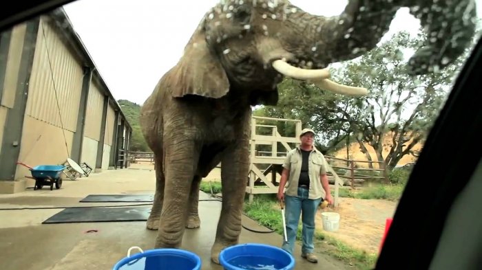 Miris! Gajah di Taman Safari Ini Dipekerjakan untuk Cuci Mobil, Videonya Banjir Kecaman