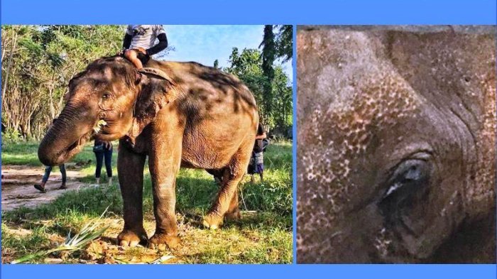 Kejam! Gajah Ini Dipaksa Kerja, Disiksa hingga Tuli dan Buta, Kisah Penyelamatannya Bikin Nangis