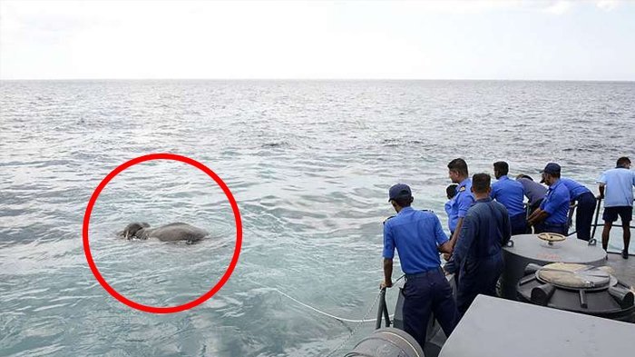 Aneh tapi Nyata! Seekor Gajah Ditemukan Berenang di Tengah Lautan, Kok Bisa?