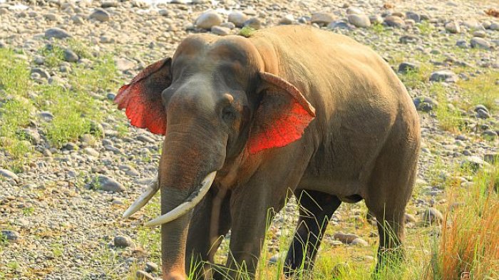 Ingin Tiru Adegan di Film, Remaja Ini Justru Alami Nasib Apes Usai Dilempar Gajah