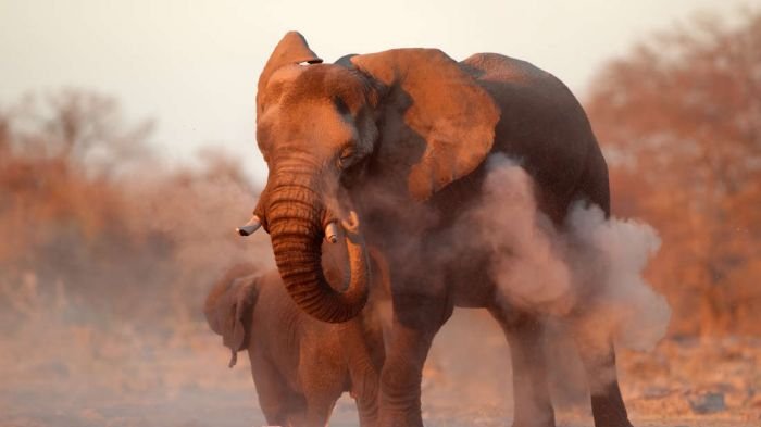Kisah Pemburu Tewas Tertindih Gajah yang Ia Tembak Sendiri Ini Buktikan Karma Itu Ada
