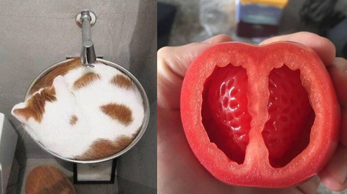 Jangan Coba Lihat Satu Kali Saja, 10 Foto Ini Bakal Membuatmu Gagal Paham