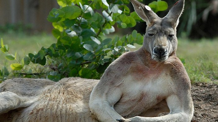 Bukan Menyeramkan, 10 Gengster Ini Malah Bikin Gemas dan Candu. No 3 Paling Macho Deh!