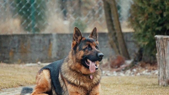 Viral di Medsos, Video Anjing Dipaksa Makan Cabe hingga Menangis