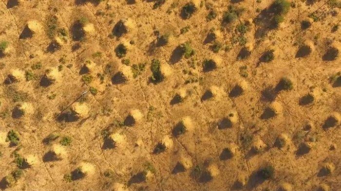 Jutaan Gundukan Aneh Muncul di Brasil, Pelakunya Ternyata Serangga Kecil Ini