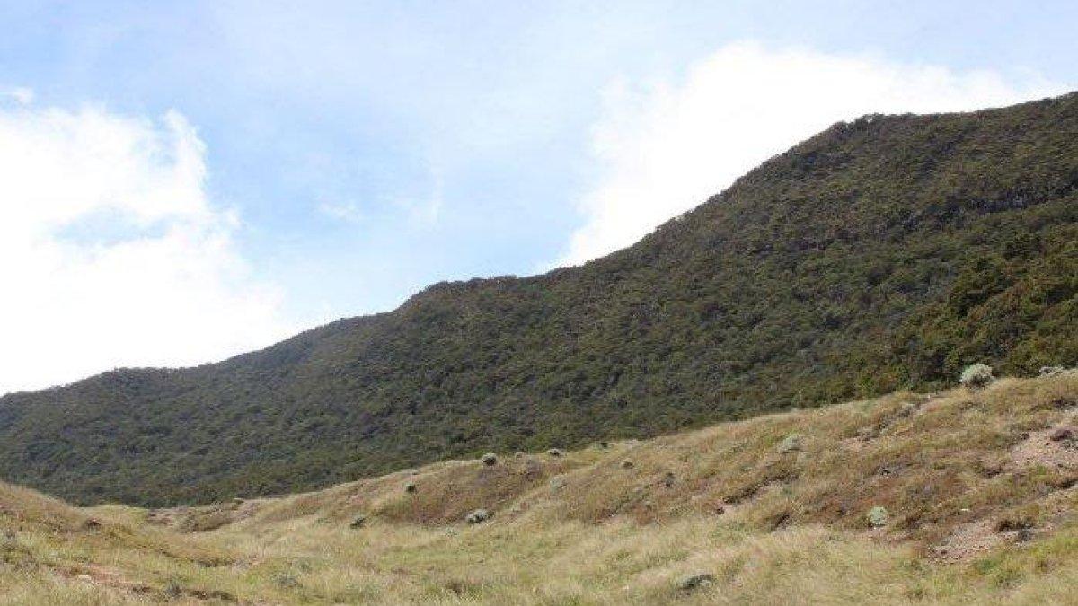 Pemandangan jalur pendakian di Gunung Gede.
