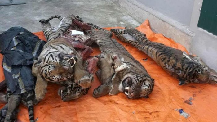 Miris! Polisi Vietnam Temukan 5 Harimau Beku dalam Lemari Pendingin, Begini Kondisinya